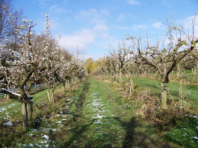 Orchard at Loddington Farm - geograph.org.uk - 772725