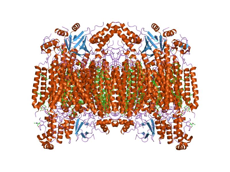 File:PDB 2dyr EBI.jpg