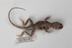 <i>Tympanocryptis pentalineata</i> Species of lizard