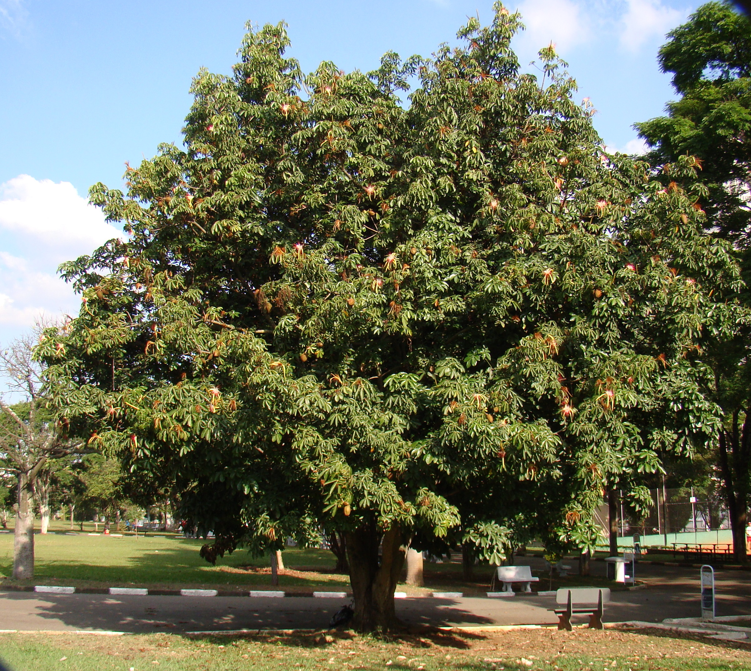 Arbre de la Fortune chinoise