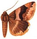 <i>Dysgonia torrida</i> Species of moth