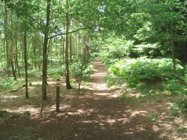 Path junction in Chaddesley Wood - geograph.org.uk - 472035