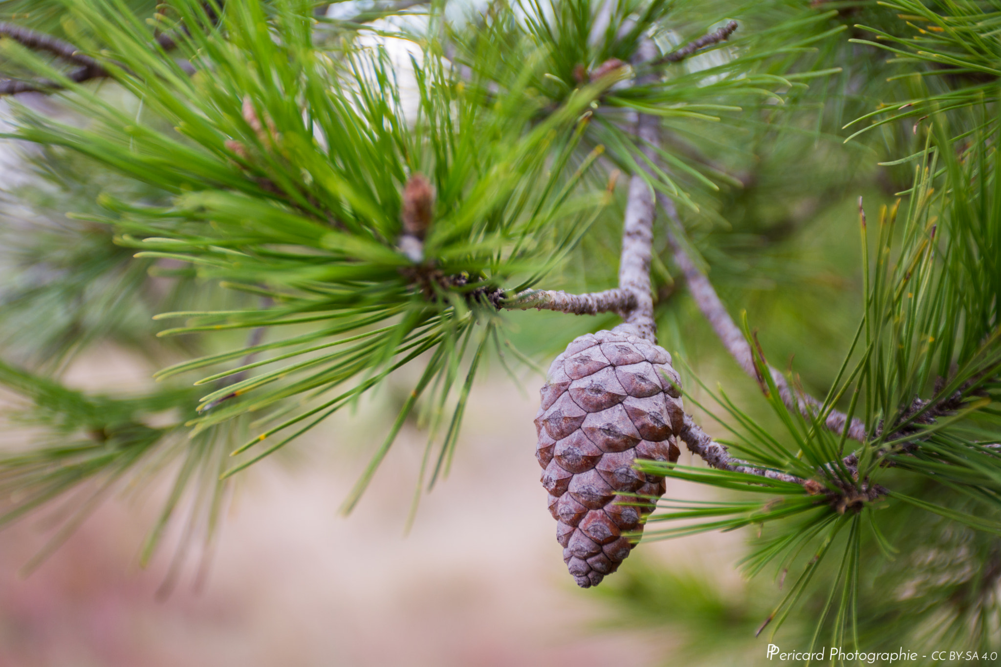 Conifer cone - Wikipedia