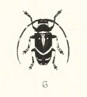 <i>Poimenesperus</i> Genus of beetles