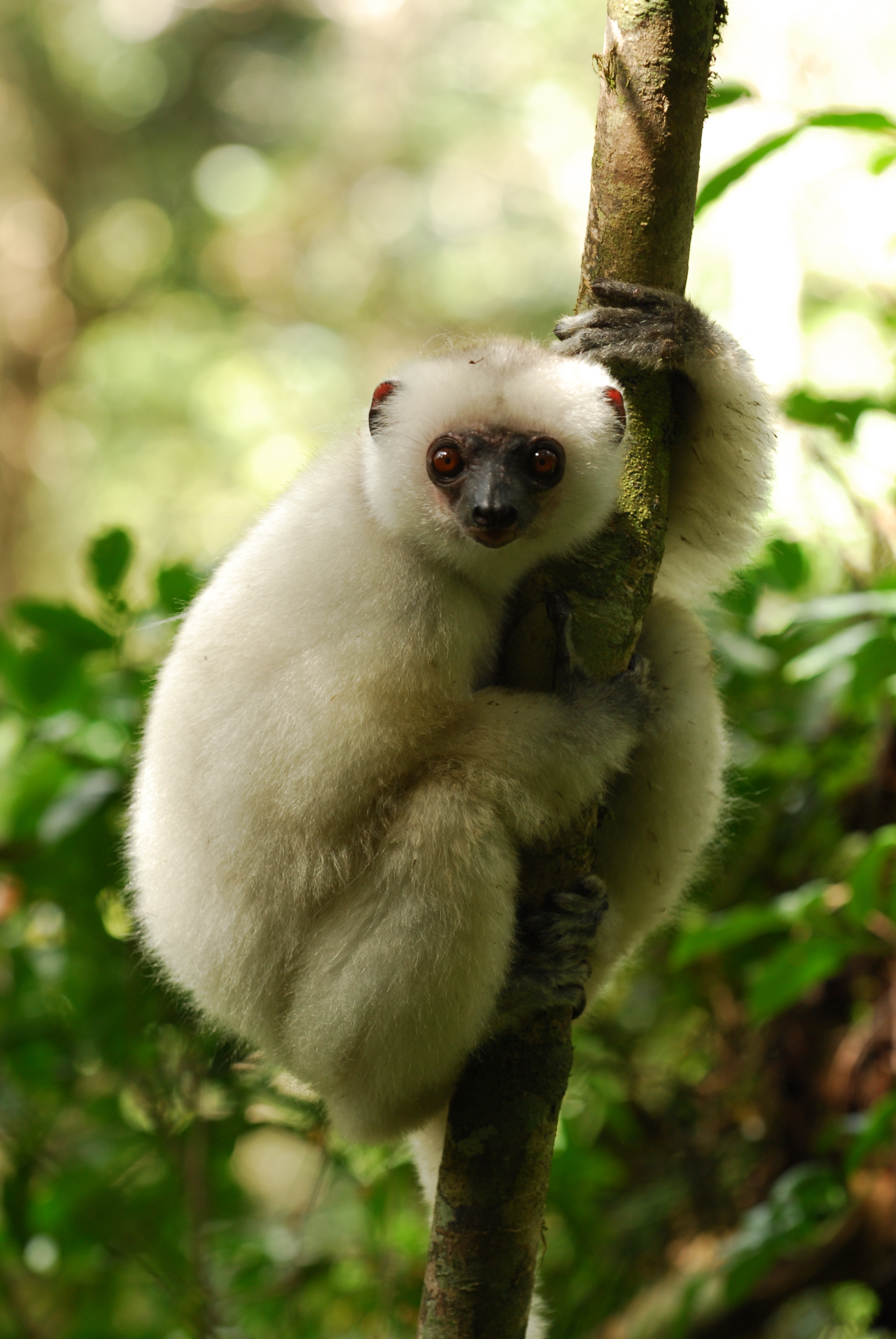 Mono machín de Tumbes es uno de los primates más amenazados del mundo, Noticias