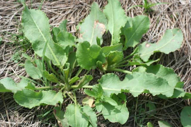 File:Rumex crispus15052006rosette.JPG