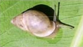 <i>Samoana attenuata</i> species of mollusc