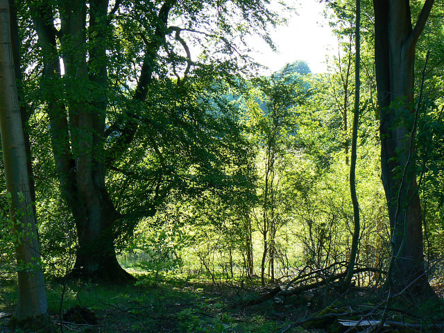 File:Savernake Forest, west of Grand Avenue - geograph.org.uk - 1369987.jpg