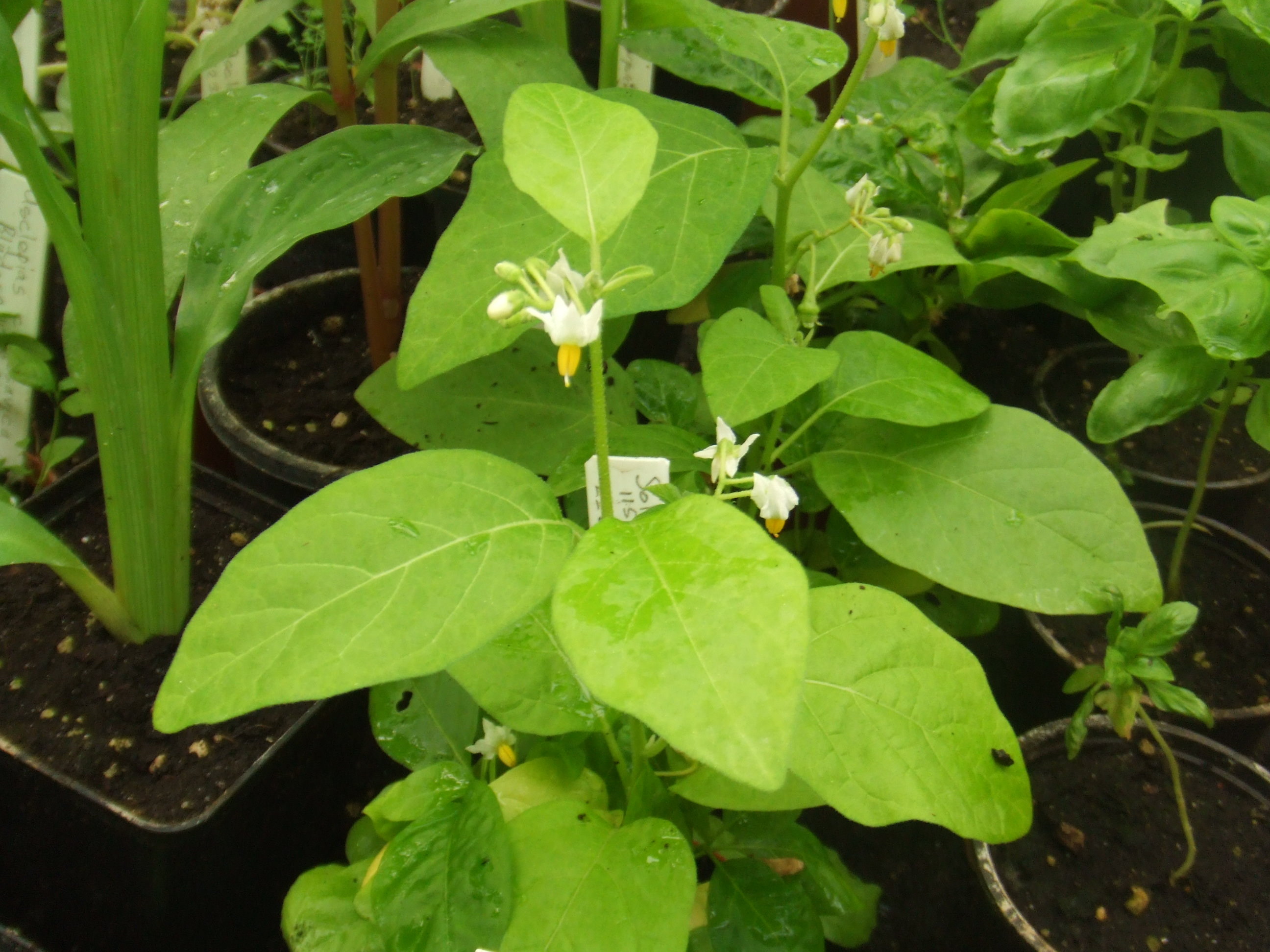 Solanum macrocarpon L . ) and Scarlet ( Solanum aethiopicum L . )