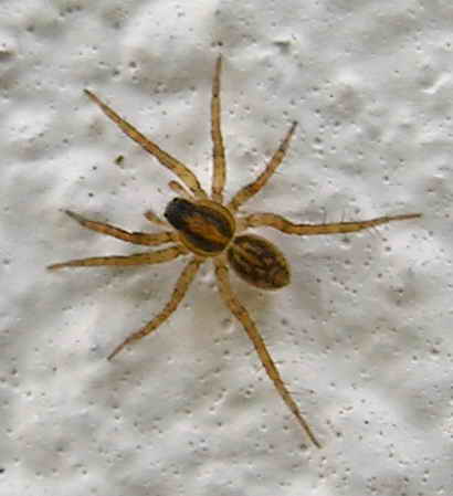 File:Spider Araña 060eue.jpg