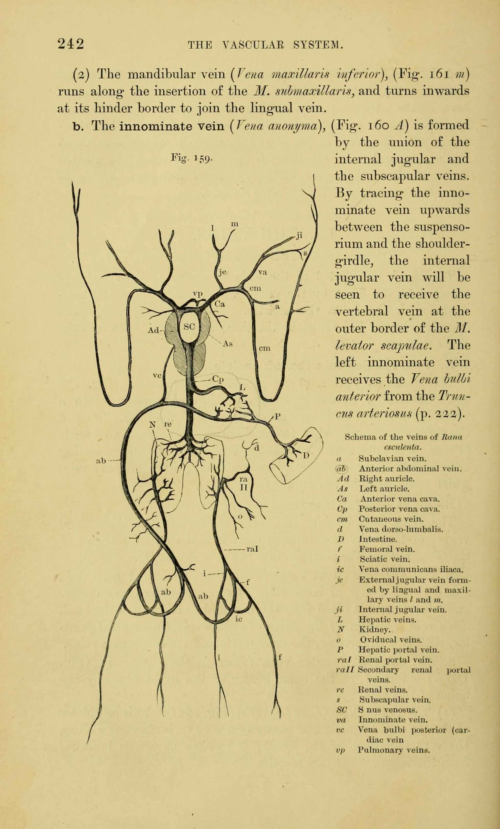 external jugular vein frog