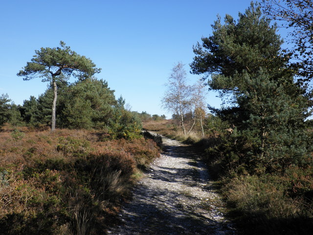 Track, across Ideford Common - geograph.org.uk - 1532991