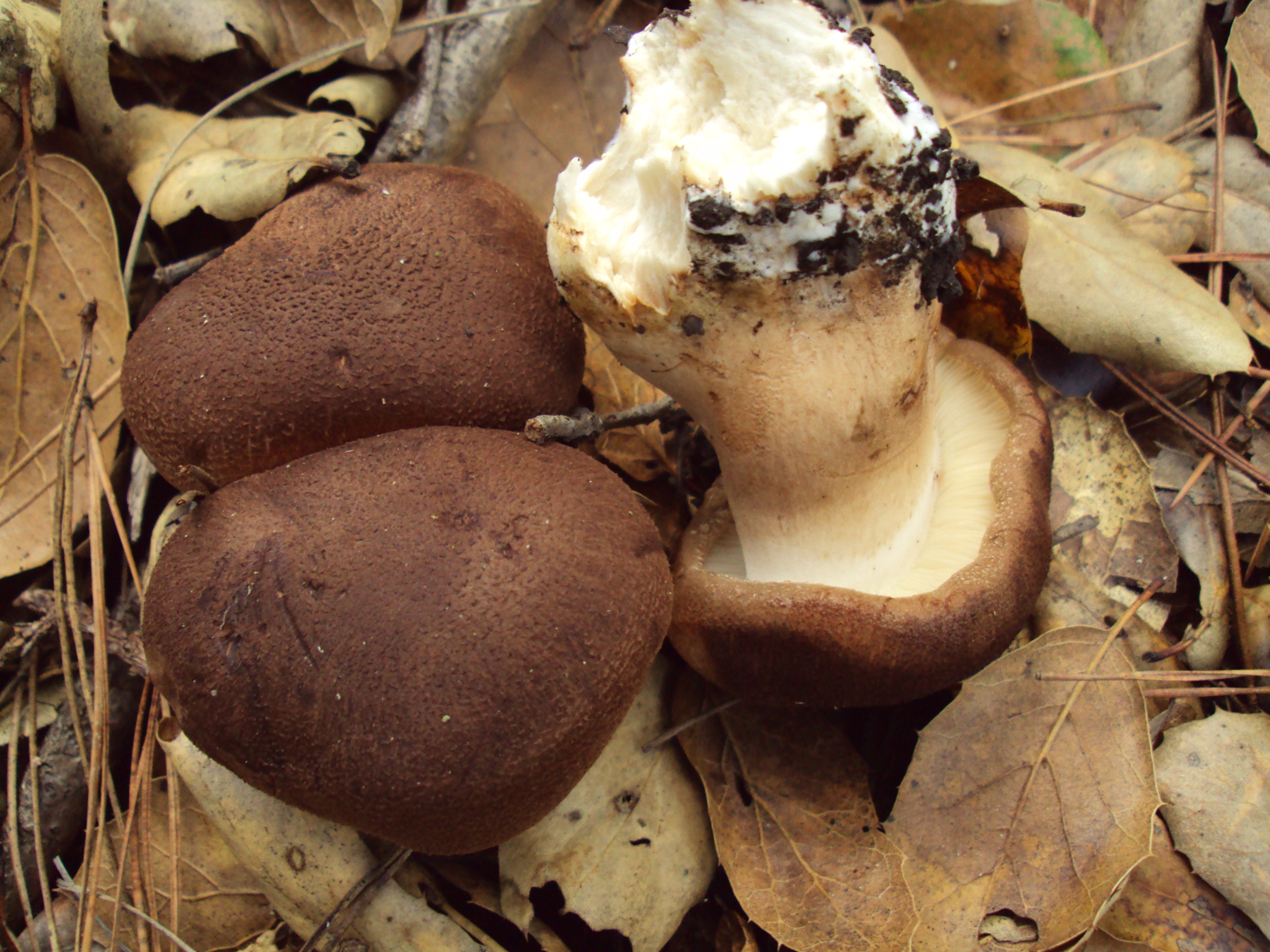 Съедобные грибы коричневый гриб. Рядовка Чешуйчатая Tricholoma imbricatum. Рядовка Чешуйчатая сластушка. Рядовка коричневая Tricholoma imbricatum. Рядовка коричневая Tricholoma imbricatum съедобные.