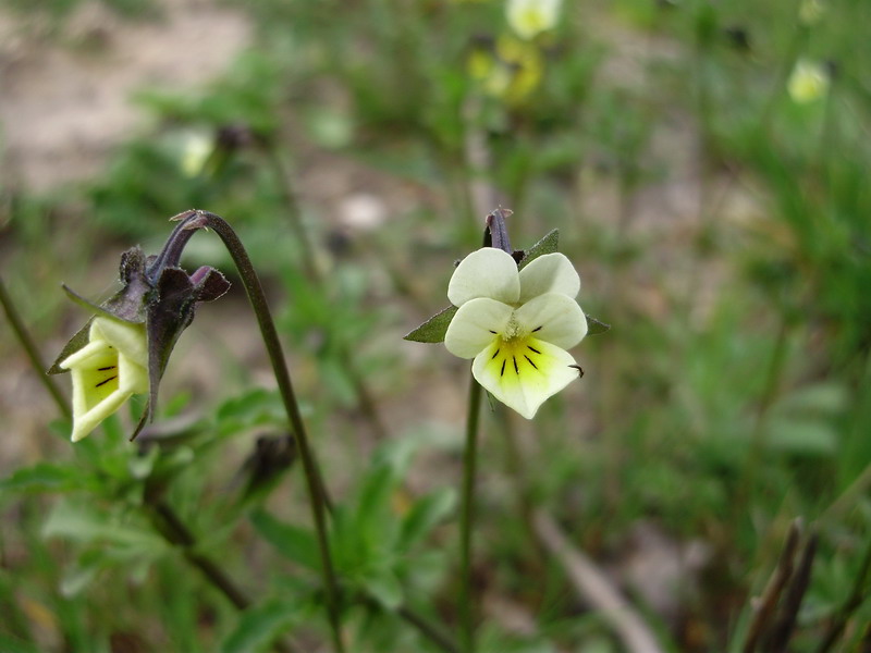 File:Viola arvensis 11.jpg