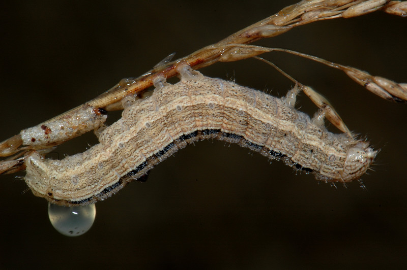 File:Xestia xanthographa larva1.jpg