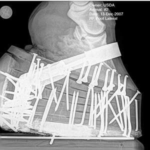 Xray-USDA.gif