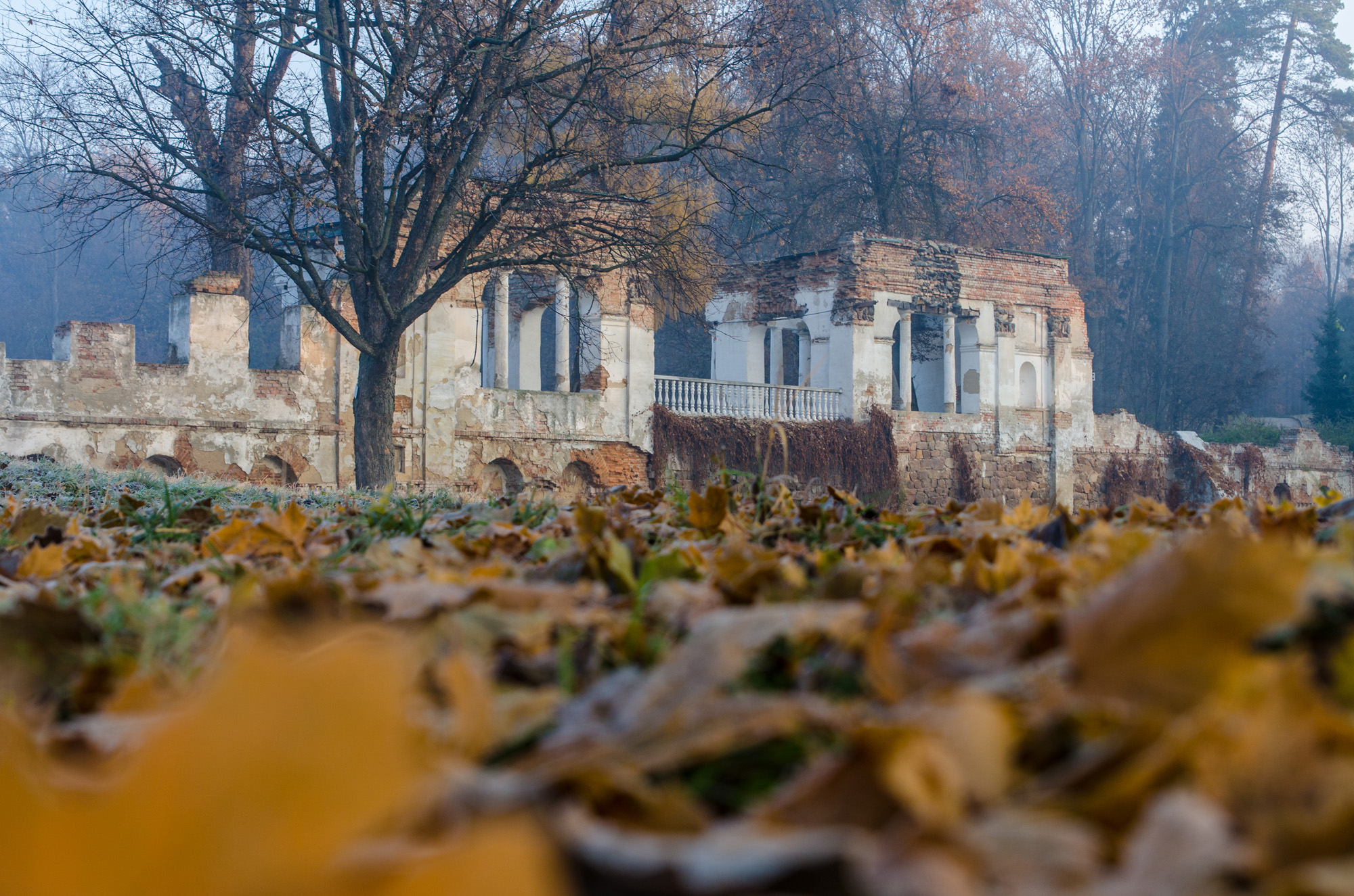 Картинки по запросу "фото осінь біла церква""