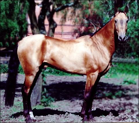 turkoman horse