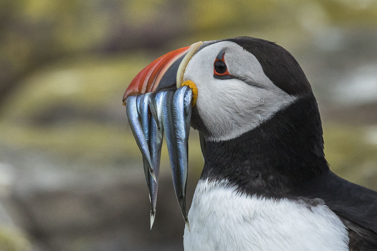 ツノメドリ Puffin: 最新の百科事典、ニュース、レビュー、研究