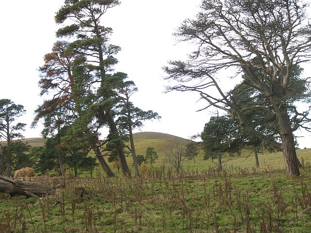 File:Aucharroch Wood - geograph.org.uk - 604809.jpg