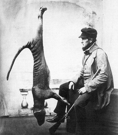 Mr. Weaver and a bagged Thylacine by Victor Prout?, 1869 [public domain]