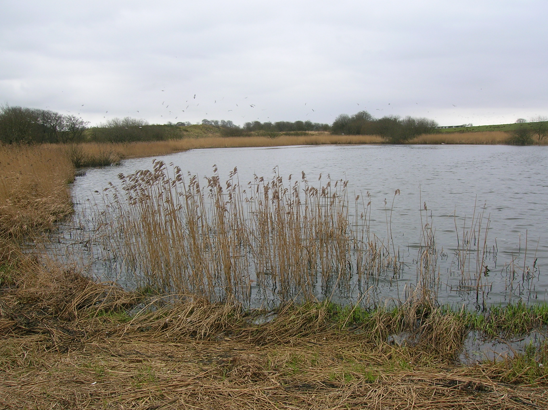 Blae Loch (Beith)