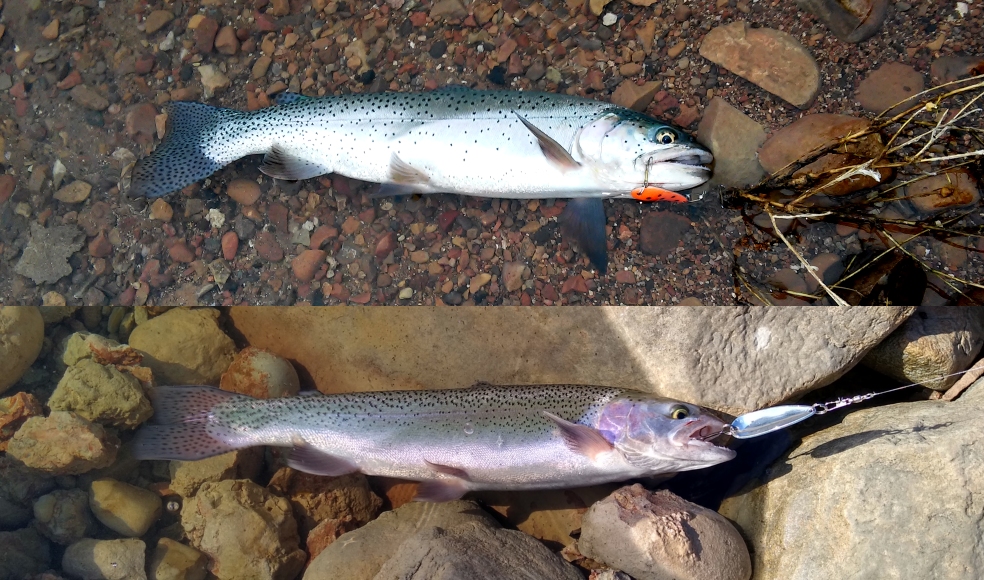 File:Bonneville16 vs rainbow19 trout.jpg - Wikipedia