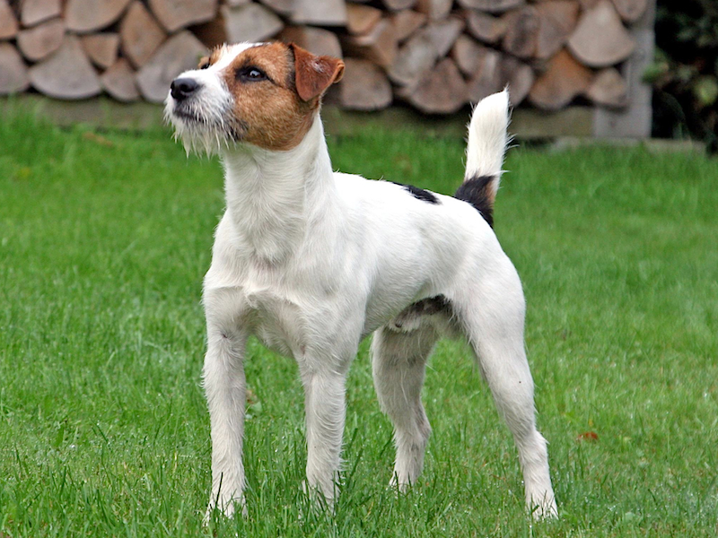 File:Brooks Chase Ranger of Jolly Dogs Jack Russell.jpg