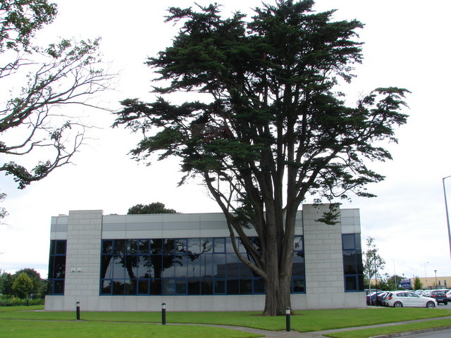 File:Cedar of Woodford - geograph.org.uk - 529217.jpg