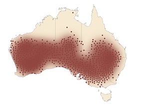 File:Chestnut-rumped Thornbill range.jpg