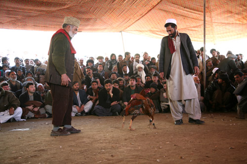 File:Cock fighting in رAfghanistan.jpg