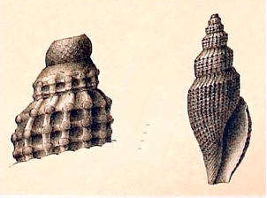 <i>Daphnella aulacoessa</i> Species of gastropod