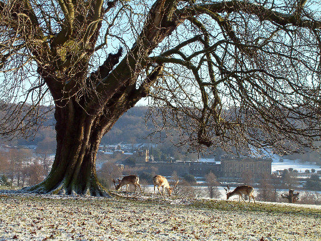 Deer in Chatsworth Park. - geograph.org.uk - 107732