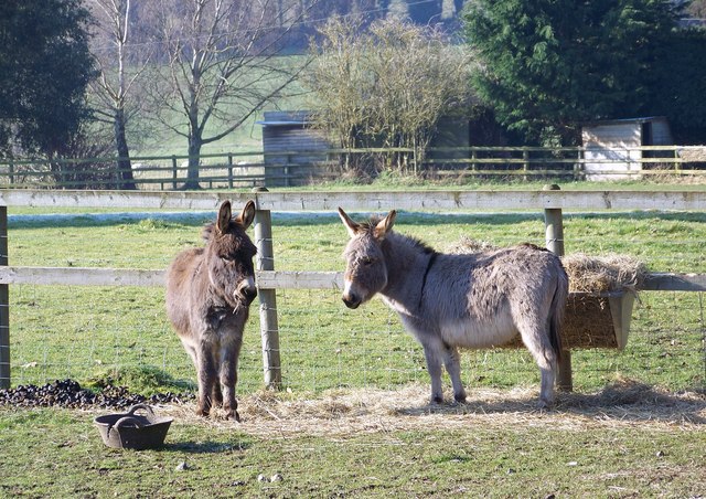 File:Donkeys at Little Durnford Manor - geograph.org.uk - 692250.jpg