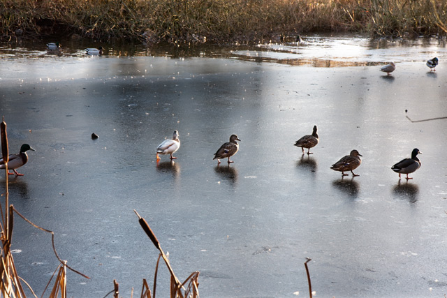 File:Ducks near Farington, Lancashire - geograph.org.uk - 1760666.jpg