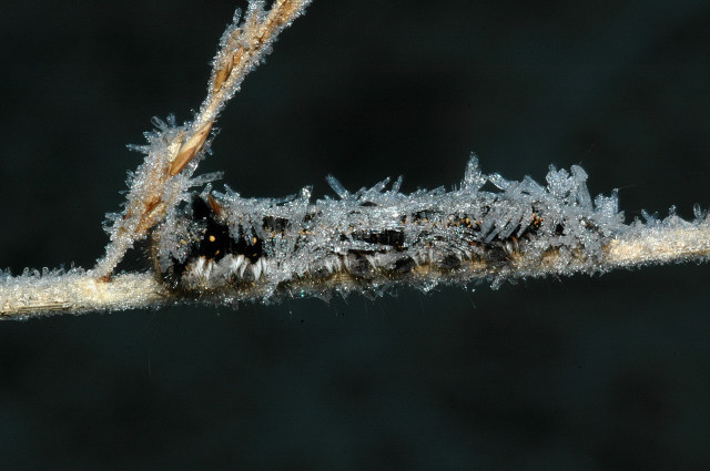 Euthrix potatoria larva hibernating