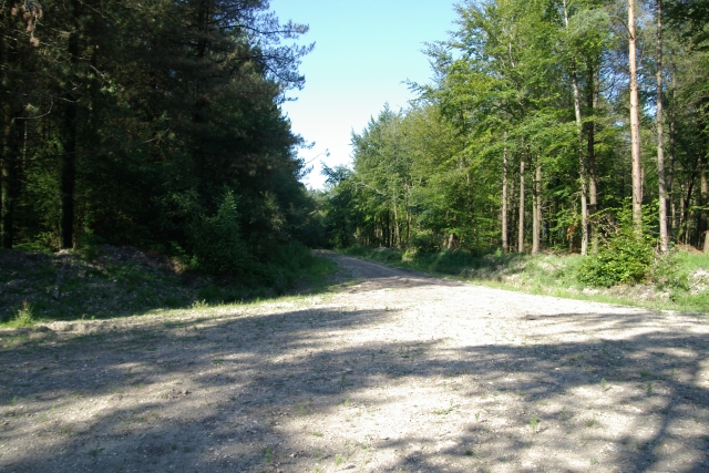 File:Farway Wood - geograph.org.uk - 205065.jpg