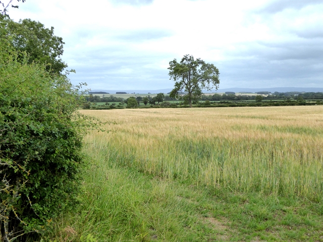 File:Field of barley near Red Wood - geograph.org.uk - 5862393.jpg