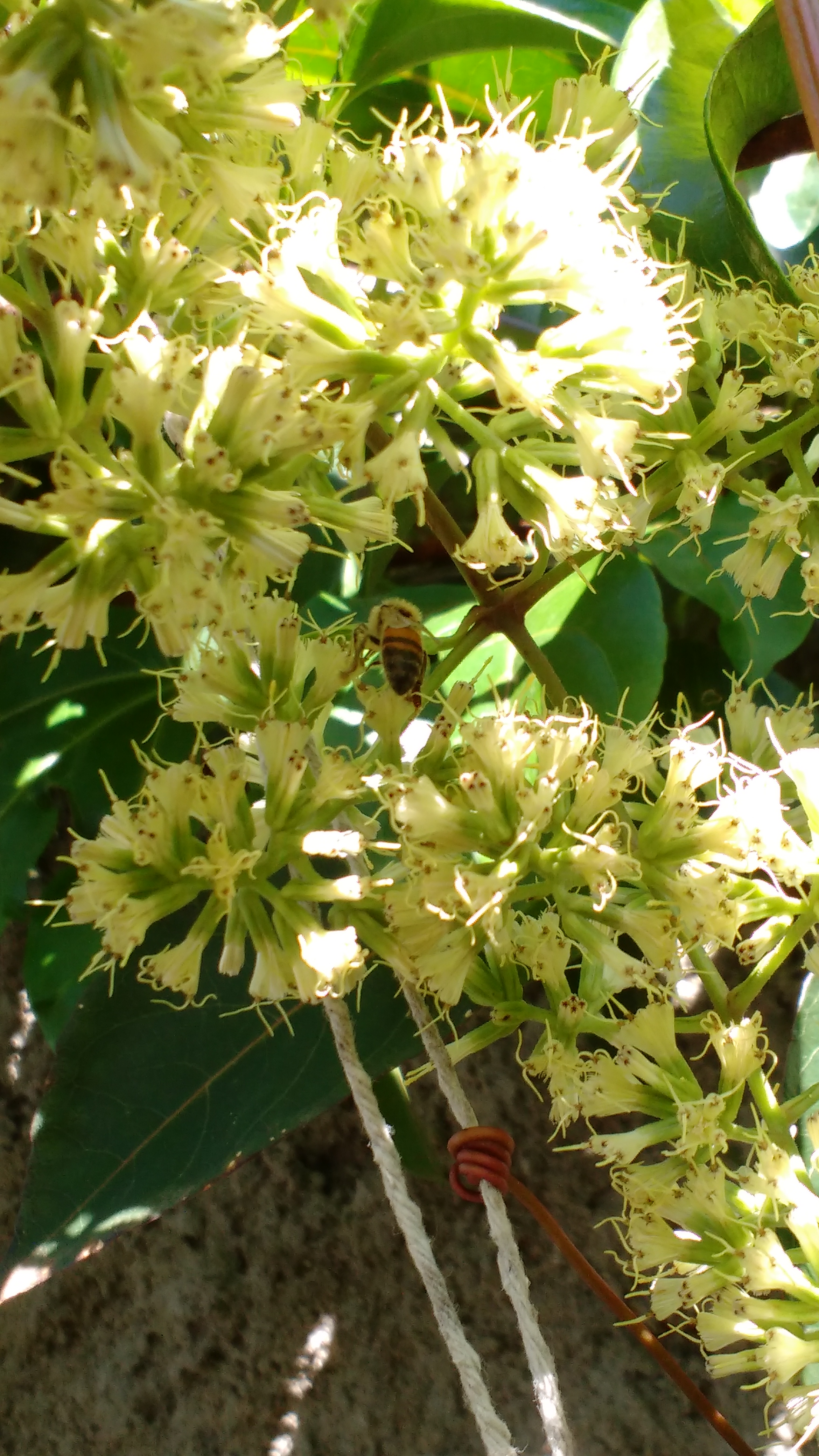 File:Flor de Guaco.jpg - Wikimedia Commons