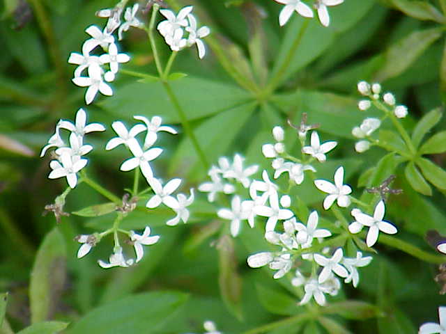 File:Galium odoratum0.jpg