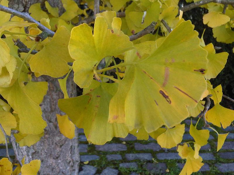 File:Ginkgo biloba - 16.jpg