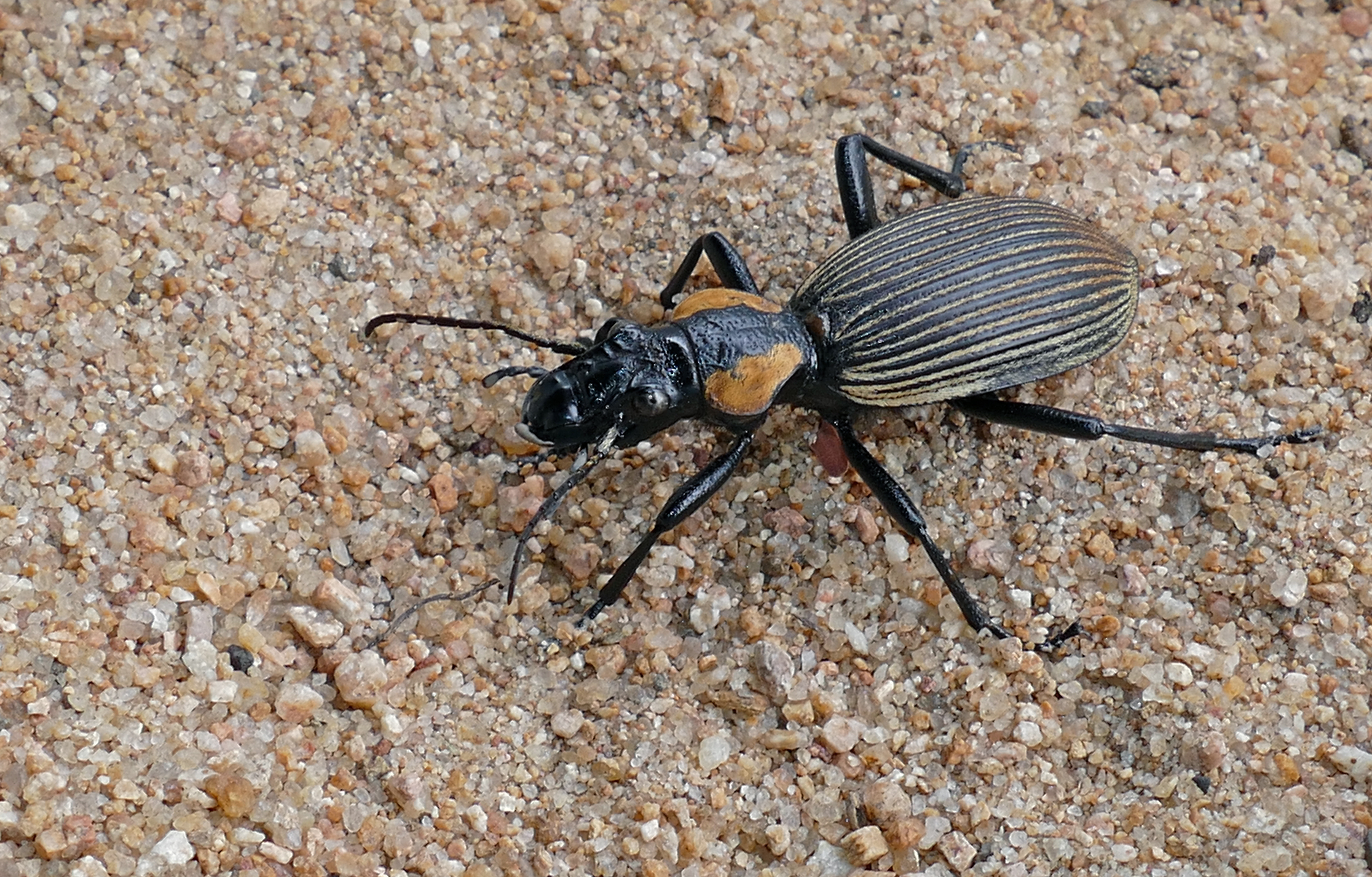 Ground Beetle (Anthia burchelli) female (16853817191).jpg