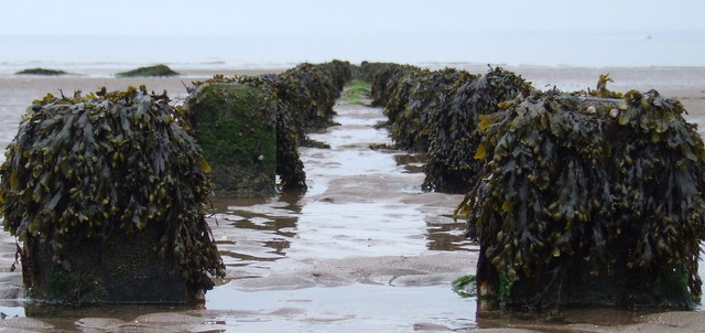 File:Groynes, Monifieth beach - geograph.org.uk - 1320429.jpg