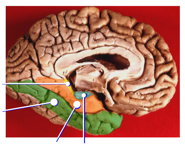 File:Gyri Medial no text2.png