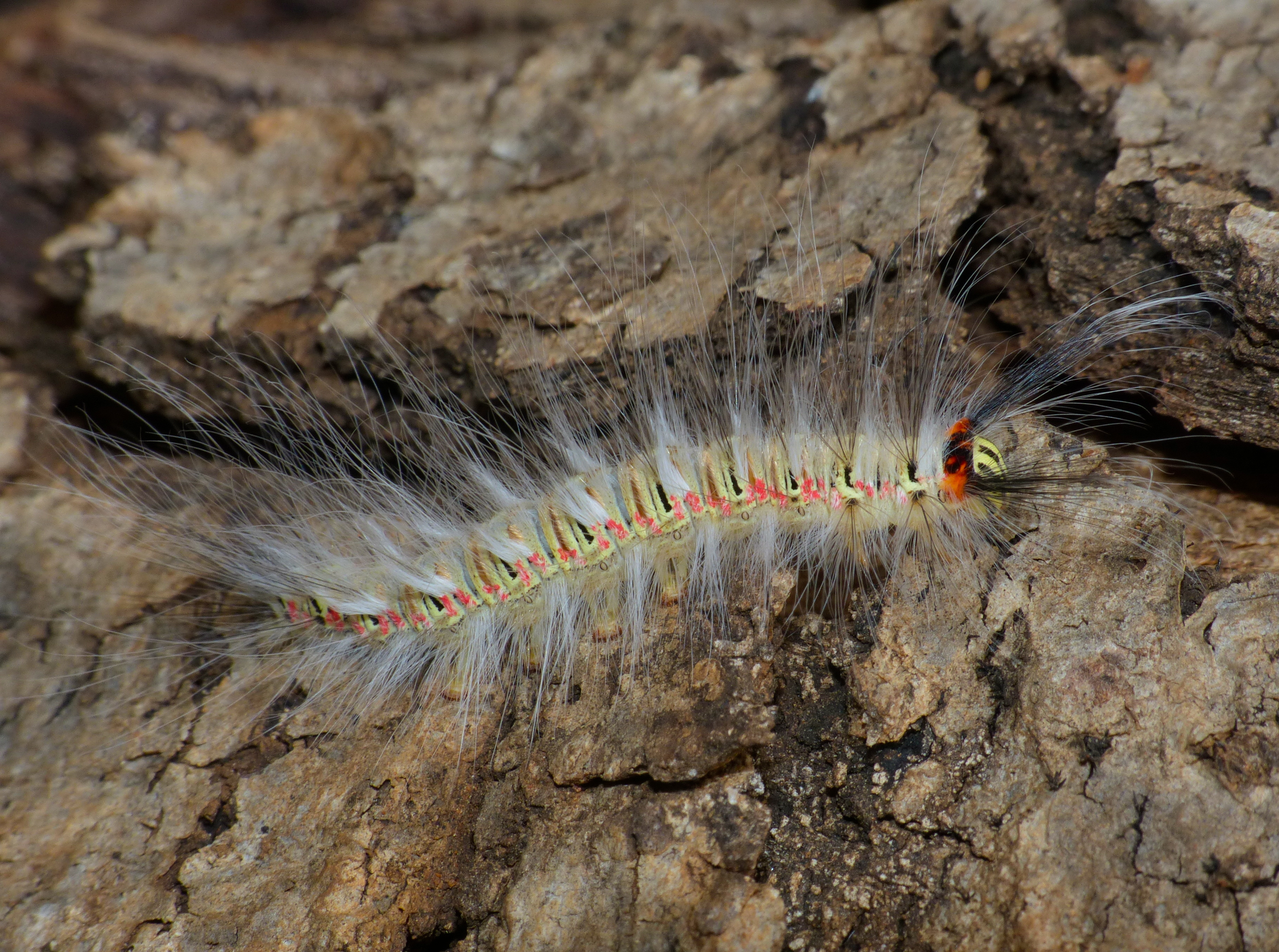 Hairy Moth Caterpillar (Id ?) (11904244253).jpg