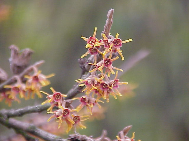 File:Hamamelis vernalis0.jpg