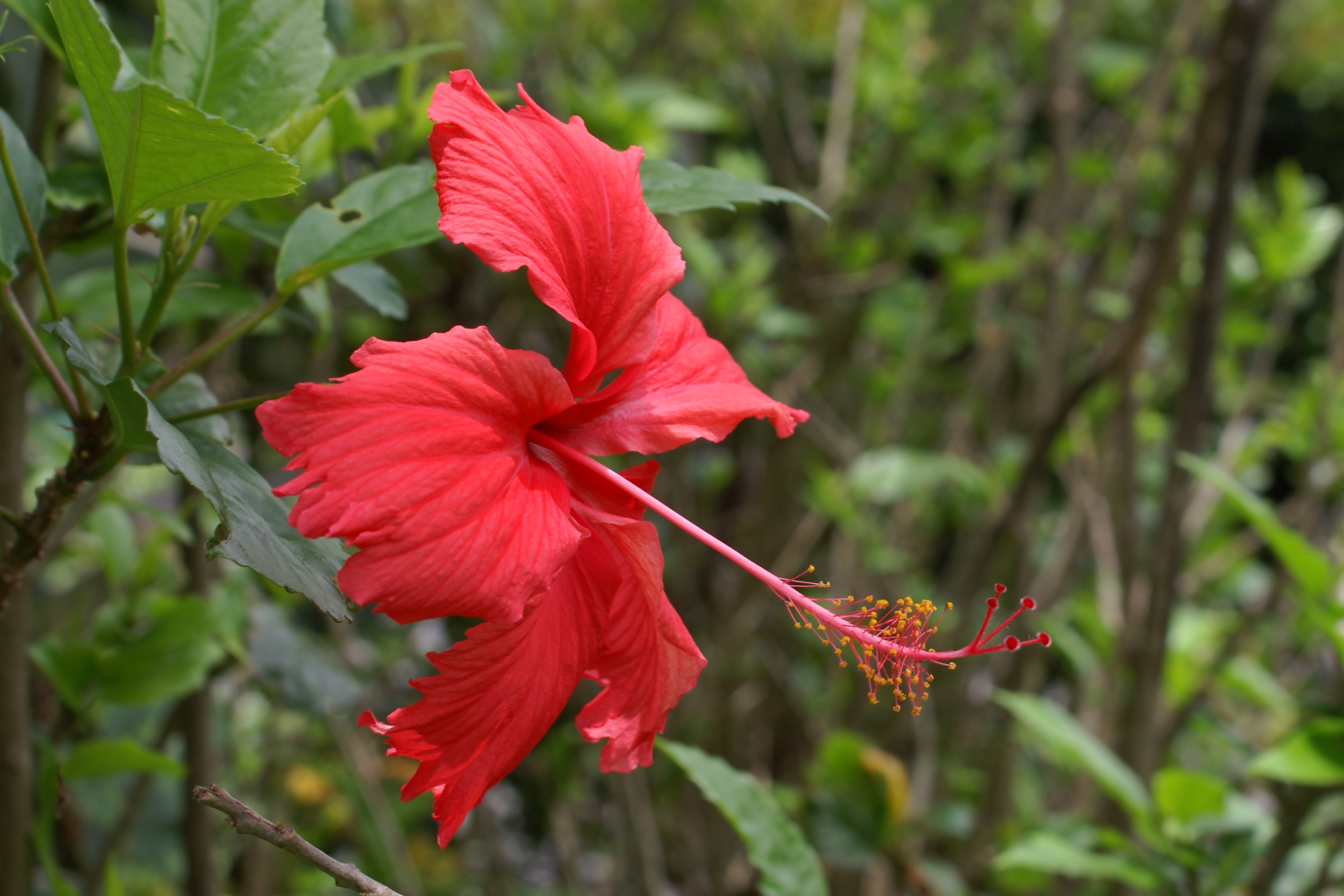 FileHibiscus rosa sinensis Réunion.JPG   Wikimedia Commons