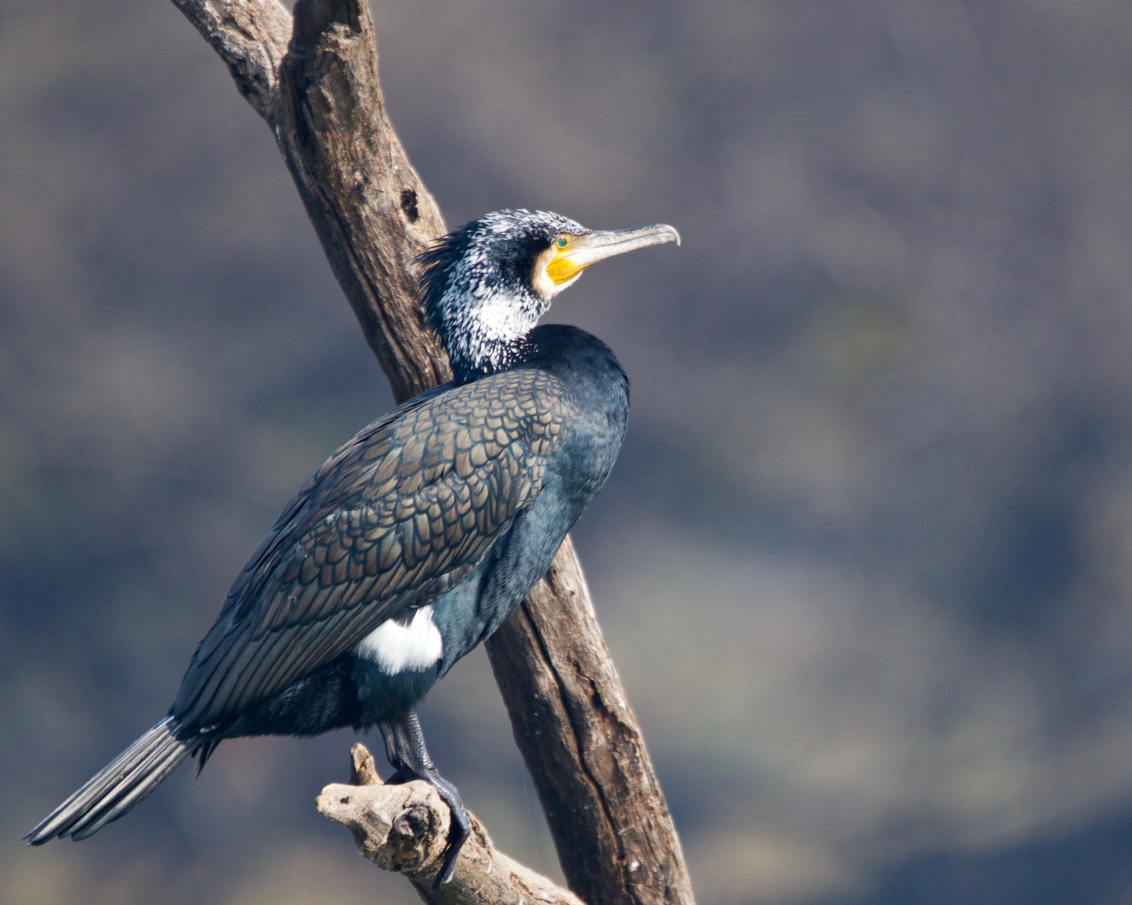 indian cormorant