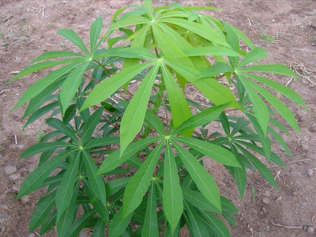 File:Iwata kenichi cassava.jpg