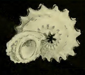 Liotina cycloma 002.jpg